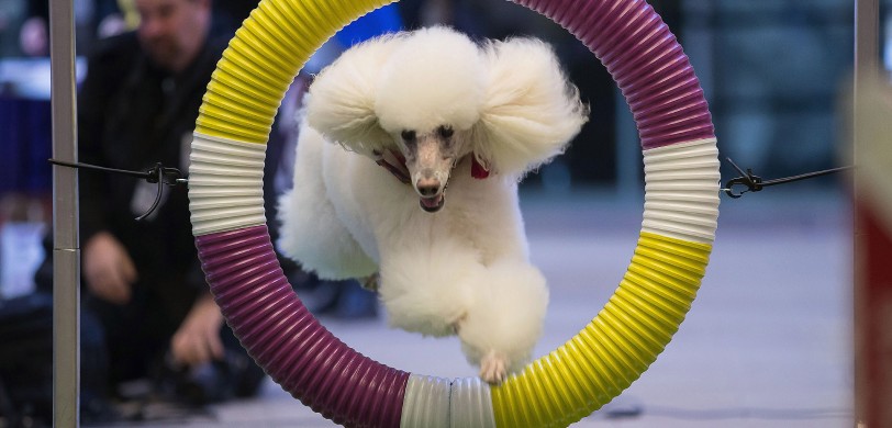 Westminster Kennel Club Dog Show